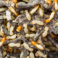 close up picture of a termite infestation