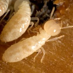 a termite up close on wood