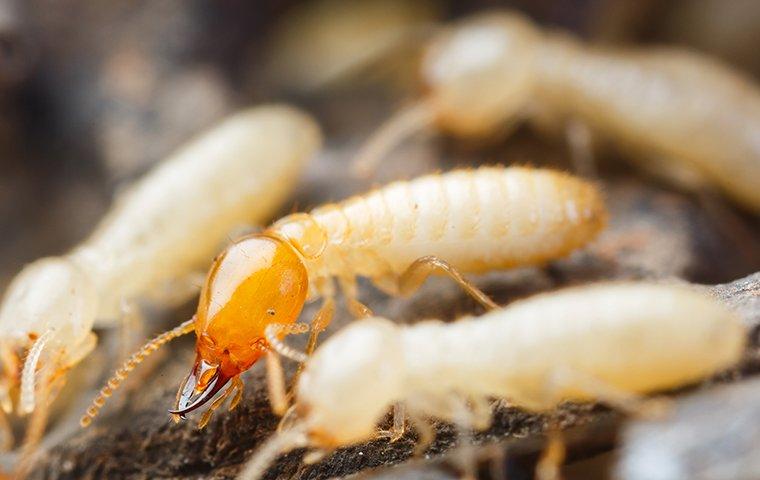 termites on wood