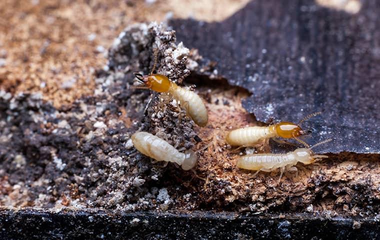 termites in gallatin home