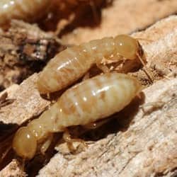 termite infested wood