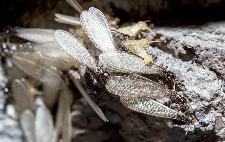 termite swarmers with worker termites