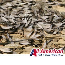 Differences Between Termites And Ants termite swarm in tennessee