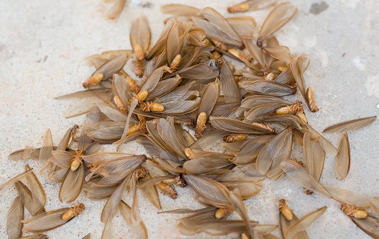 termite swarmers on ground