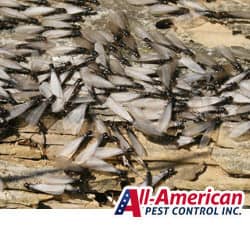 Watch Out For Termite Swarms termite swarms in nashville tennessee