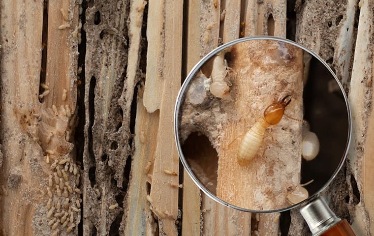 termite under magnifying glass