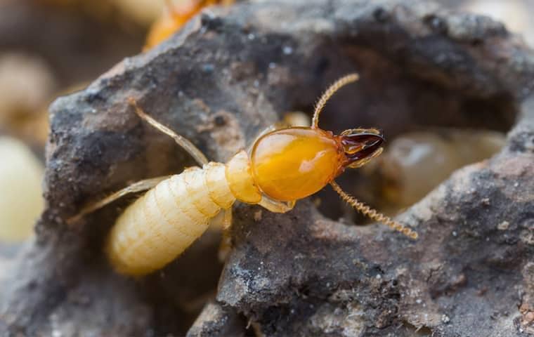 termites in a tennessee home