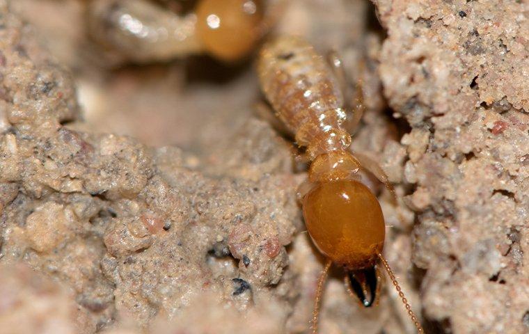 termites chewing on wood