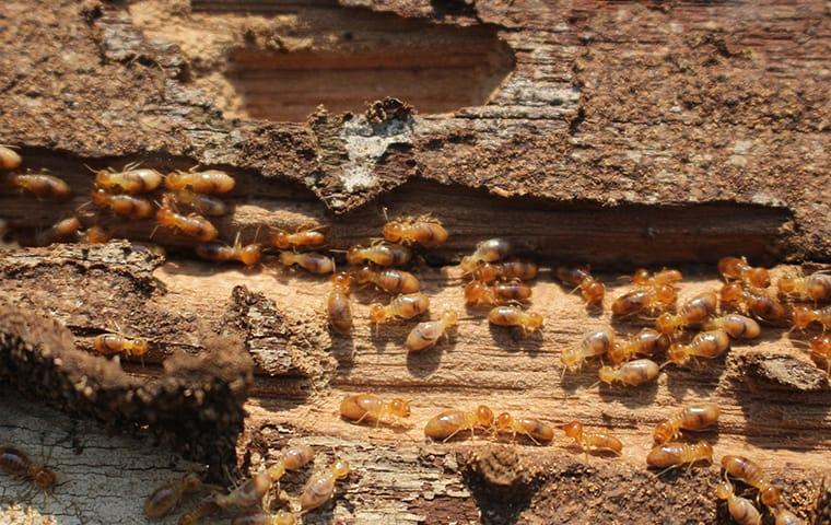 termites eating wood