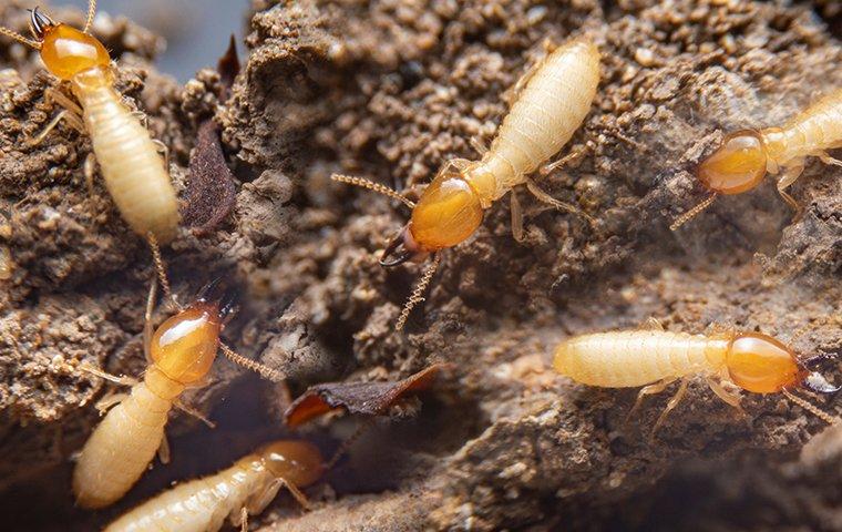 termites crawling in wood nest