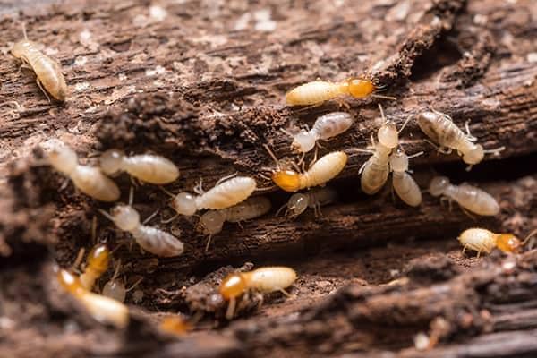 Learn More About Termites termites eating wood