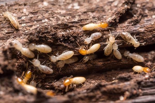 termites eating wood