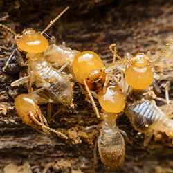 close up on termites in bellevue