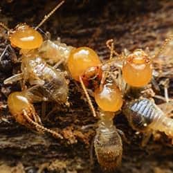 termites in hendersonville