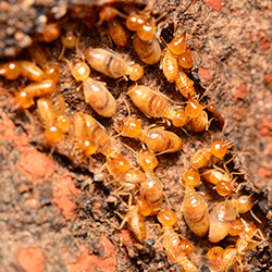a big termite group in nashville