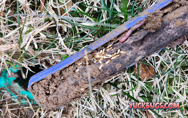 what termites look like in a sentricon station
