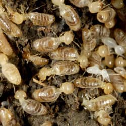 a pile of termites on the ground