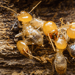 termites near brentwood home