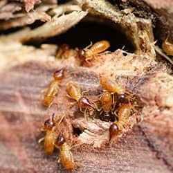 termites near a home