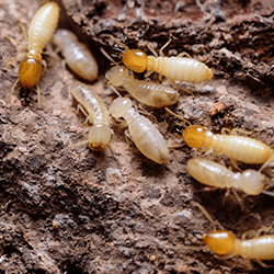 termites in a nest near a nashville home