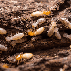 termites on a piece of wood in Tennessee home