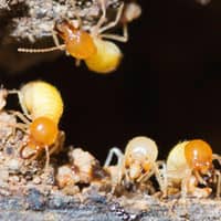 termites on damaged wood