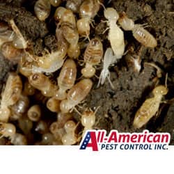 termites inside a nest