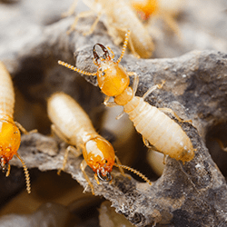 termites up close in a nest