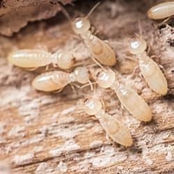 close up on termites in tennessee