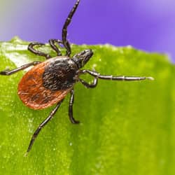 tick crawling on grass