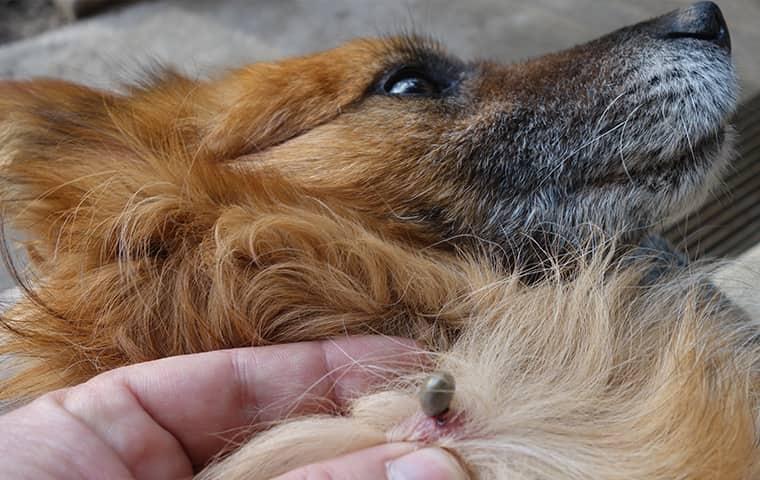 pest owner removing tick from dog