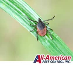 a tick on a blade of grass