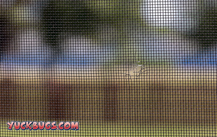 screen with hole