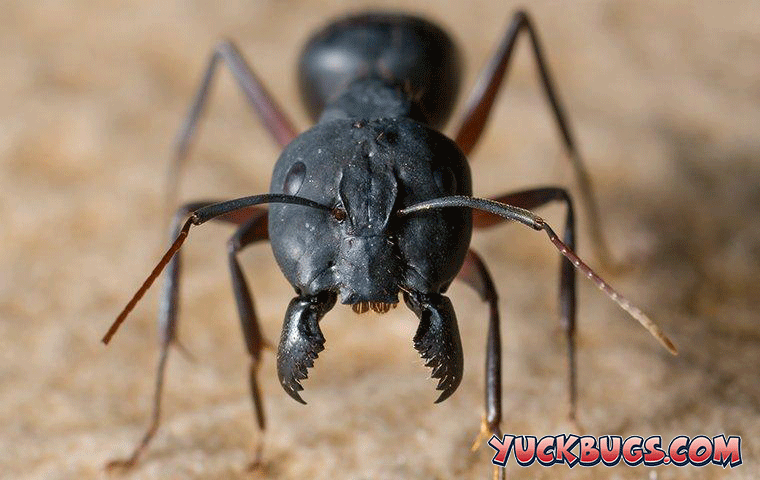 carpenter ant