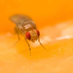 up close image of a fruit fly