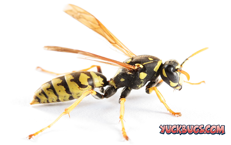 wasp on white background