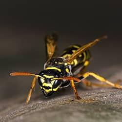 close up of a wasp