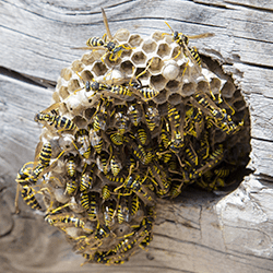 wasp nest