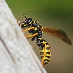 wasp outside on wood