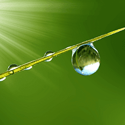 water drop on a blade of grass