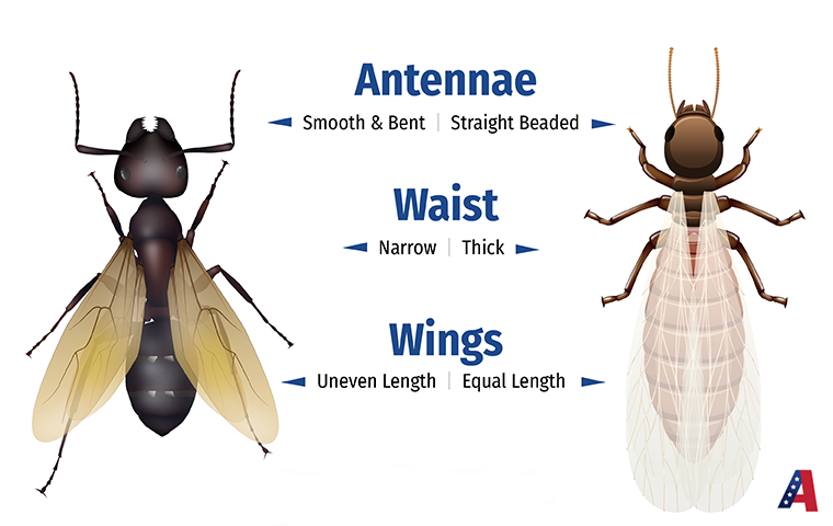 Learn The Difference Between Flying Ants And Termite Swarmers flying ant compared to termite swarmer