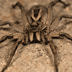 close up of a wolf spider