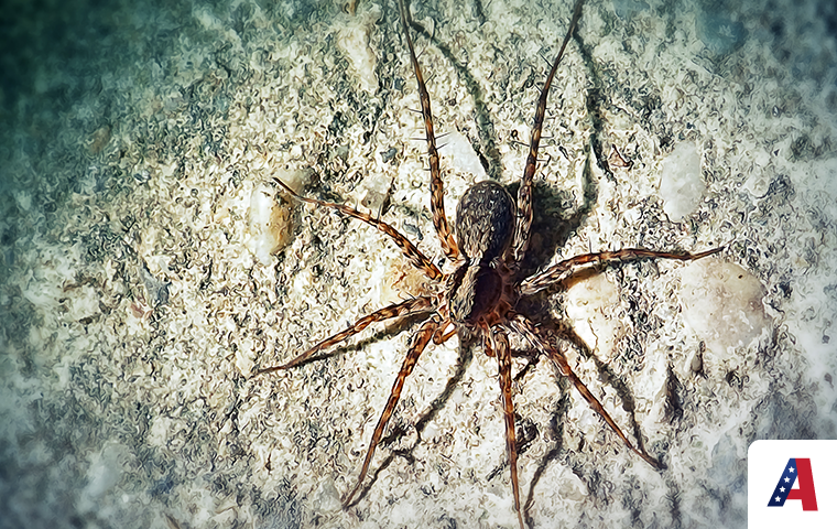 wolf spider