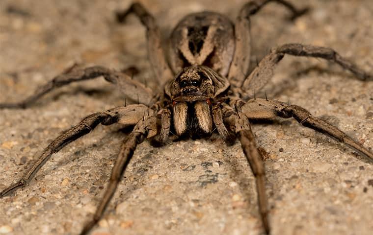 wolf spider up close