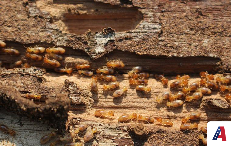 termites eating wood