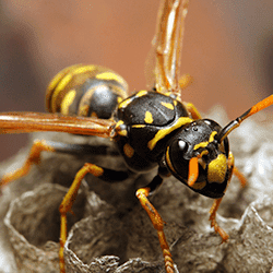 close up of a wasp