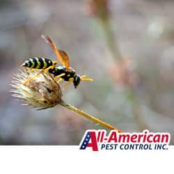 yellow jacket on a branch in brentwood tn