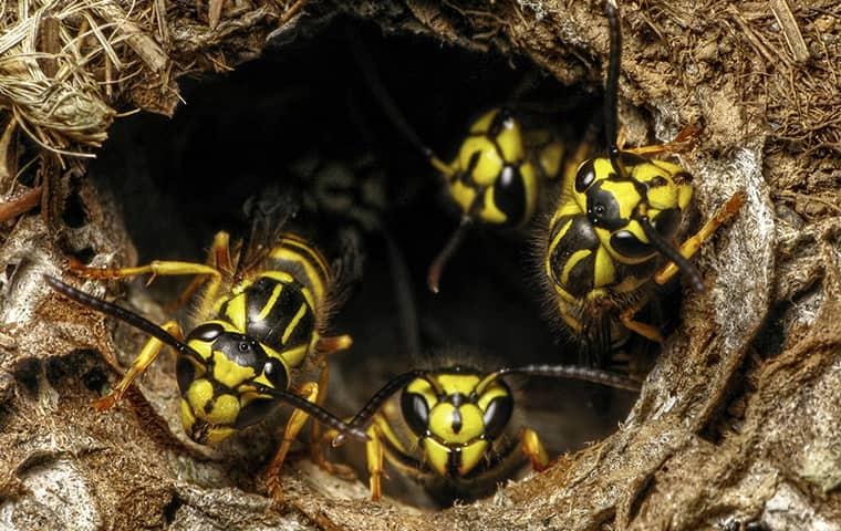 yellow jackets in a nest