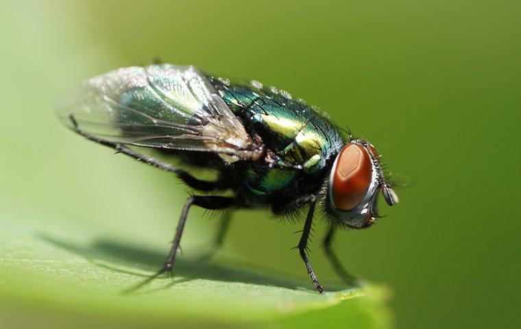 fly on a leaf