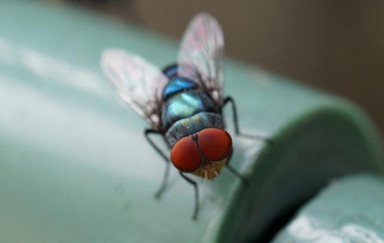 a bottle fly in a kitchen